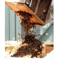 Honey Bees - Packages 3lb